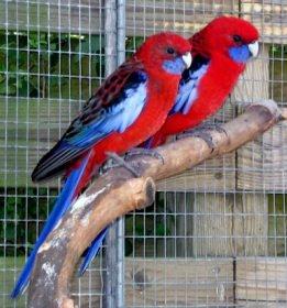 kender du et godt fugle forum 