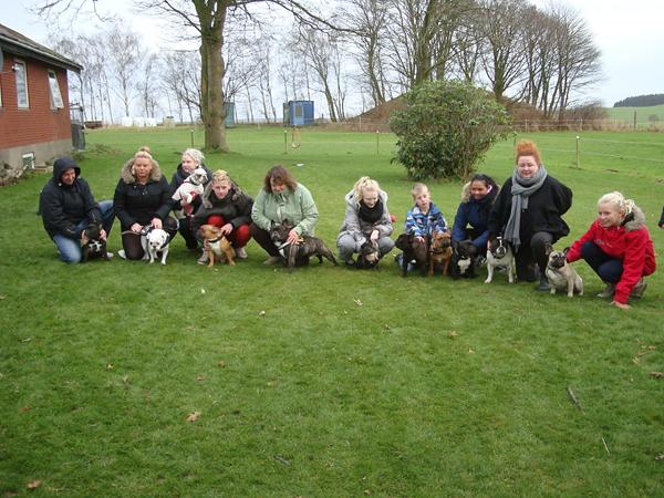 Fransk bulldog træf d. 31/12-12 kl 12