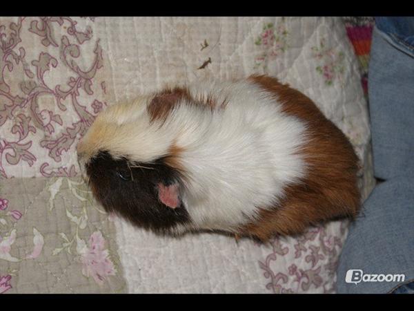 Så slog Asti (marsvin) alle rekorder.