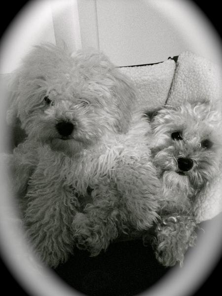 God jul og godt nytår