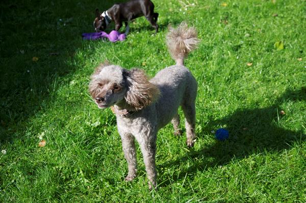 Molly gør på tur...