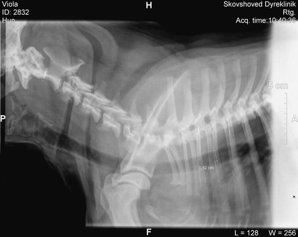 Luftrørs mål på FB og EB??