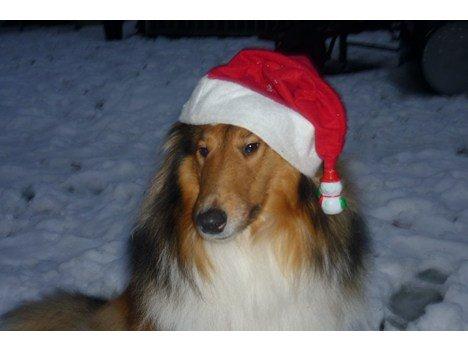 VINDEREN AF UGENS HUND 24-12-12