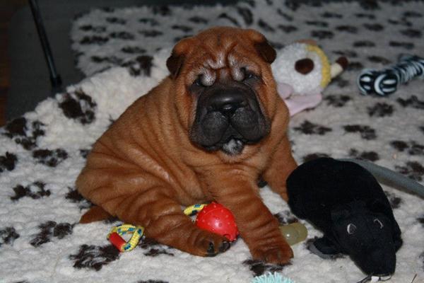 Hvalpetræf eller socialisering med fornuftige voksne hunde.