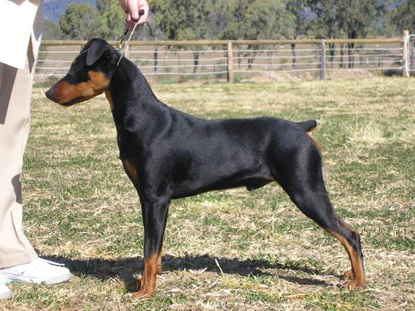 German Pinscher med små dyr? Nogen danske opdrætter?