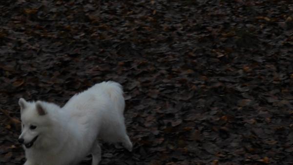 (Næsten) Suveræn gåtur