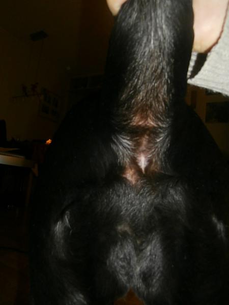 Rød omkring anus