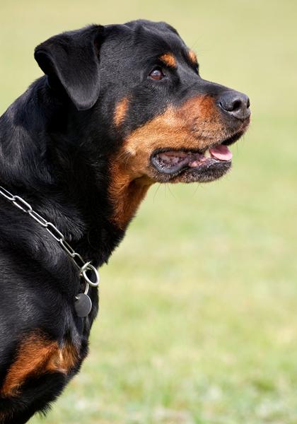 Soulmates never dies!