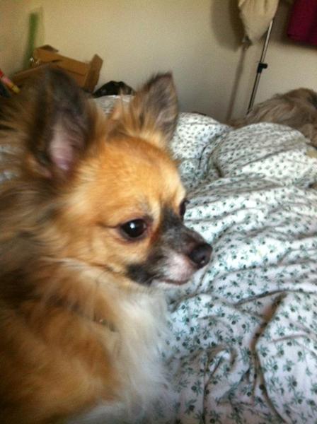 bortløbet hund fra smørum ovre efterlysning