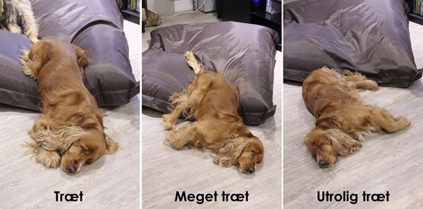 Meget træt hund ...