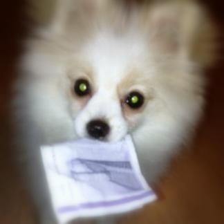 Hunde tyven i det gale hus :D