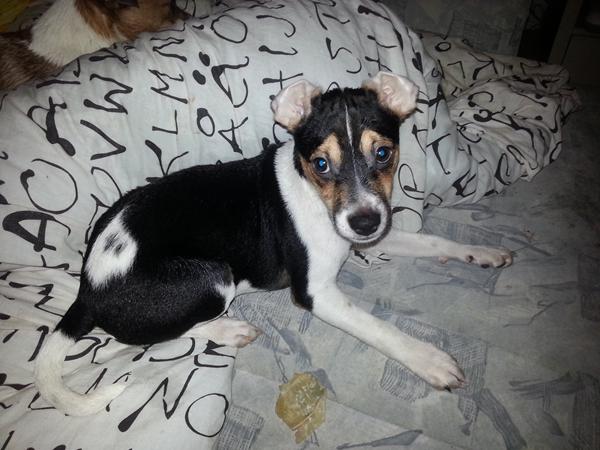 Hjælp til ører der "vender forkert"