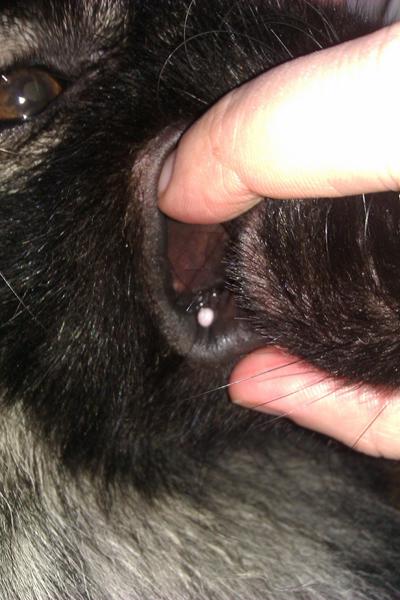 Canine papilloma virus  - hvide knopper i munden