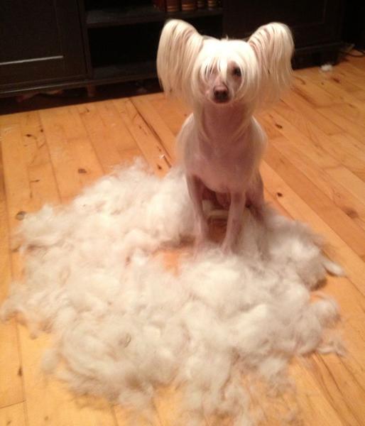 Har jeg mon børstet ham for meget??