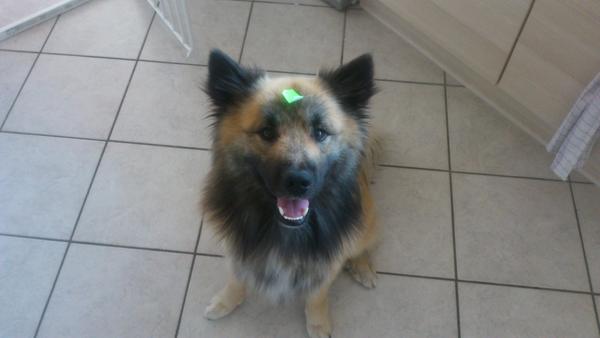 Min hund viser lige pludselig aggresivitet med andre hunde når der er godbidder imellem!