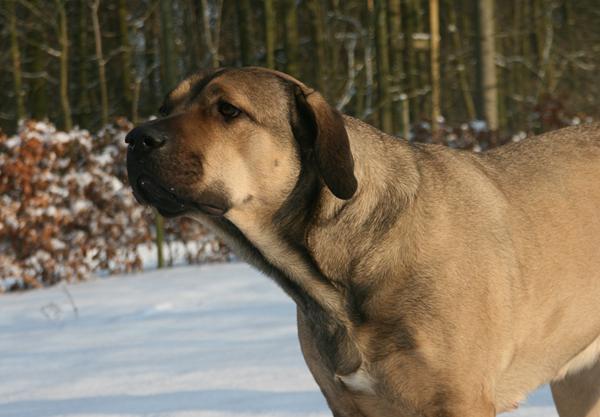 Min små-skizofrene hund