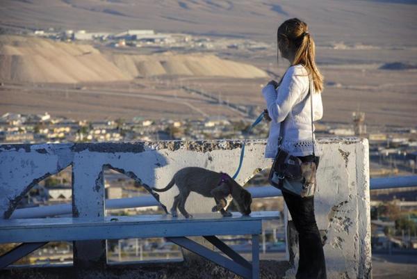 Hjælp til væksthastighed på hvalp