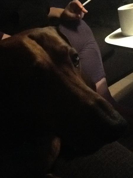 Gravhunde søskende søges