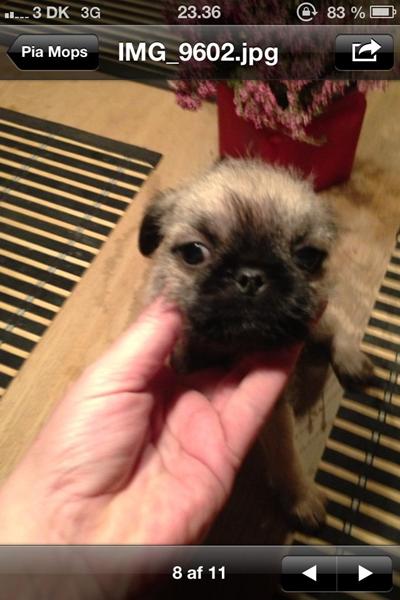 Så skal hvalpen hentes i dag. 