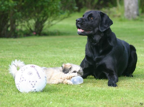 Hvilken rolle har din hund?