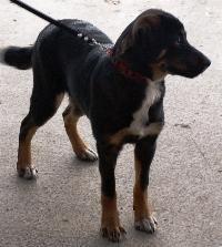 Efterlysning af hundeejer