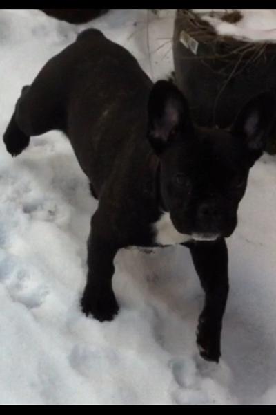 Hjælp til fransk bulldog navn