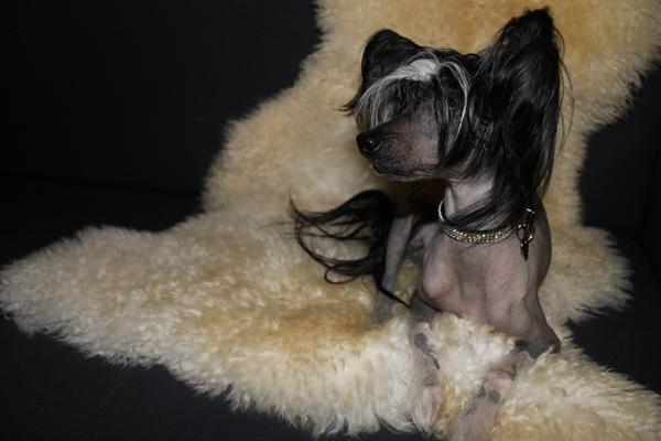 Nøgengrisen viser sit nye bling frem