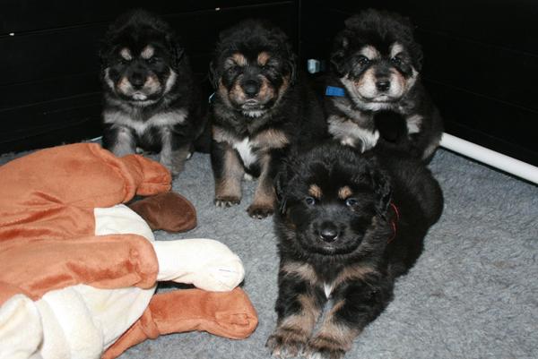 4 uger gamle hvalpe...