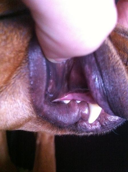 er det normalt læben sidder sådan? 