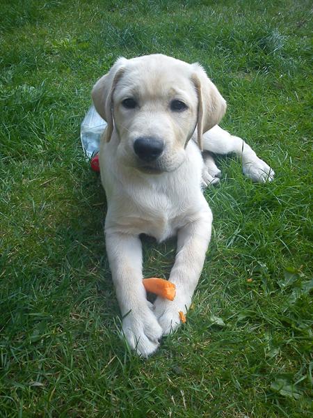 glad, energisk labrador søger legekammerater i greve