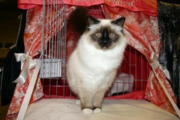 Hvem vil lave billedet for mig?