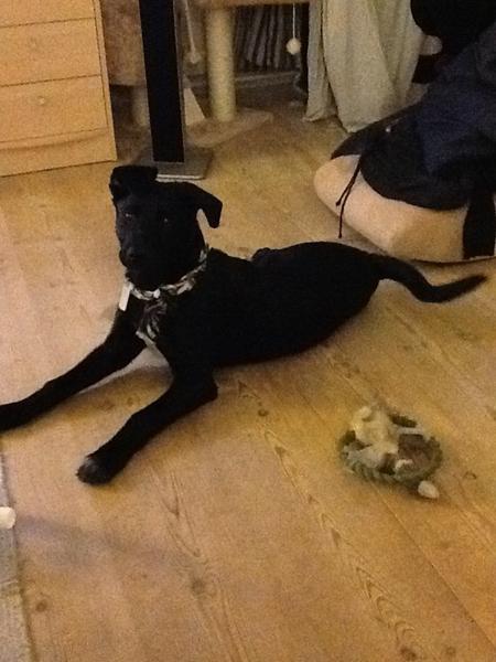 Dobermann? Tja why not