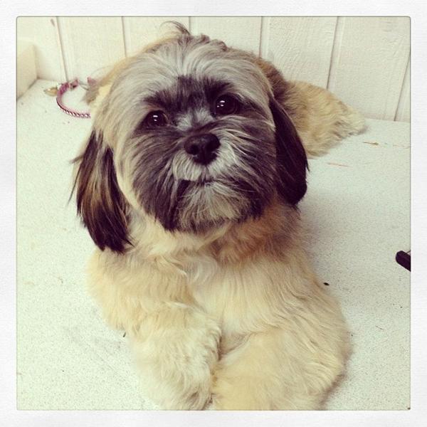 Brug af shampoo til lang håret hunde (Lhasa apso)