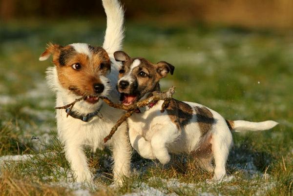 udstilling/bedømmelse Jack russel og lidt andet.....