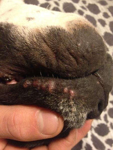 Hårsækmider eller ikke?