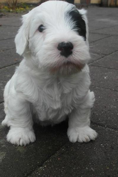 Så blev rotteungerne sørme til hvalpe!