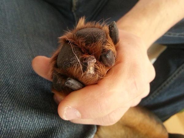 Tå revet mit over på min Rottweiler