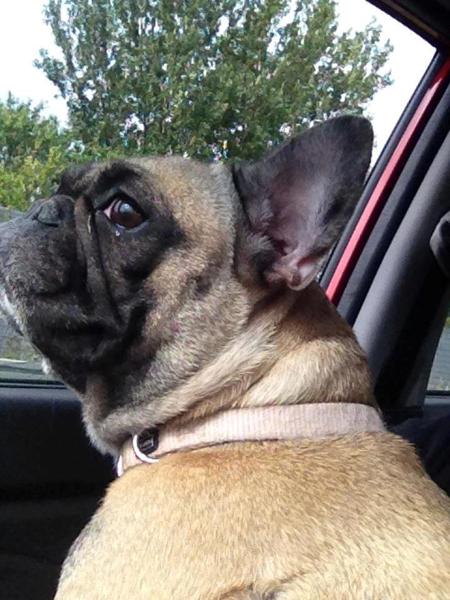 Fransk bulldog stjålet