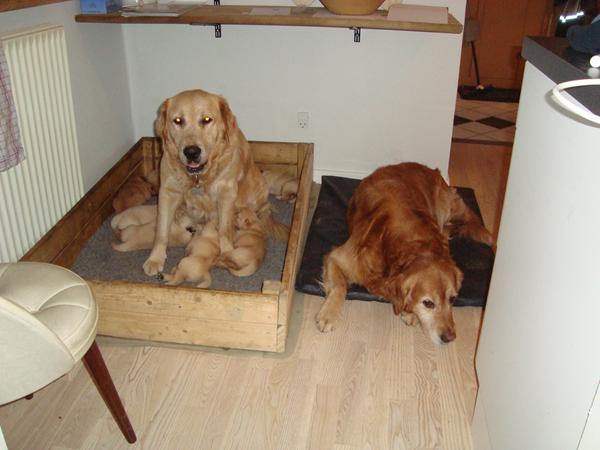 Mørk golden retriver??