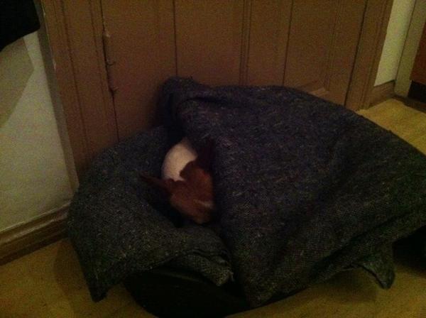 Syg efter spist choko-kage