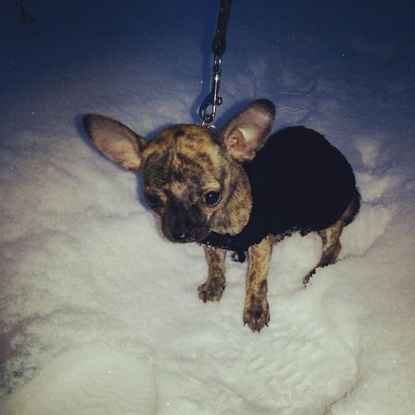 Chihuahua svulmede op efter vacc. 