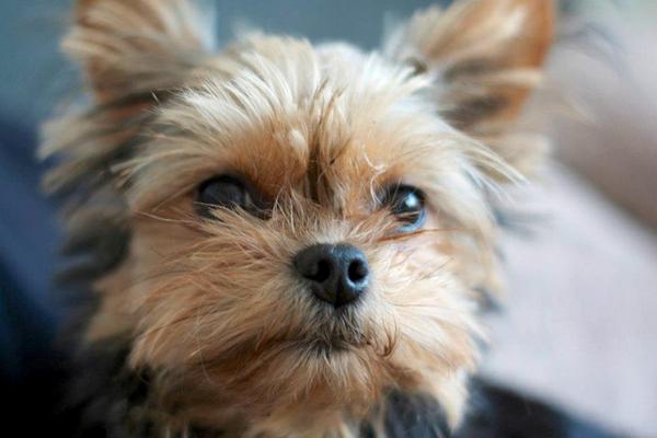 Min hund tisser hele tiden?