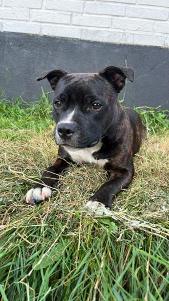 Udstationering Staffordshire Bull Terrier - Tæve 11 måneder