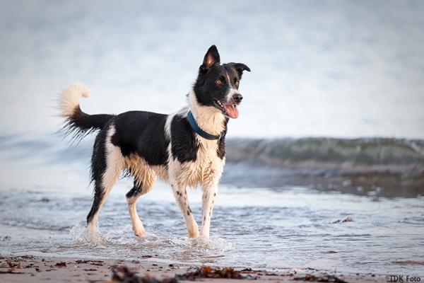 Det rædselsfulde ved at elske hund 