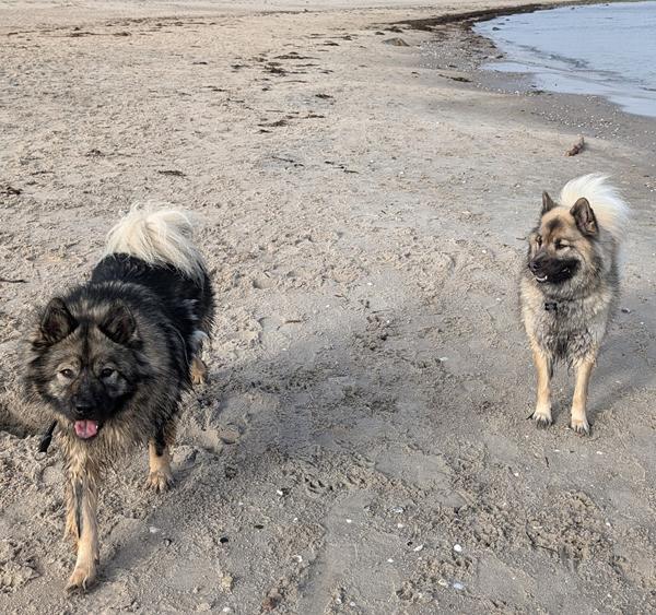 Kenia og Vilma igen igen
