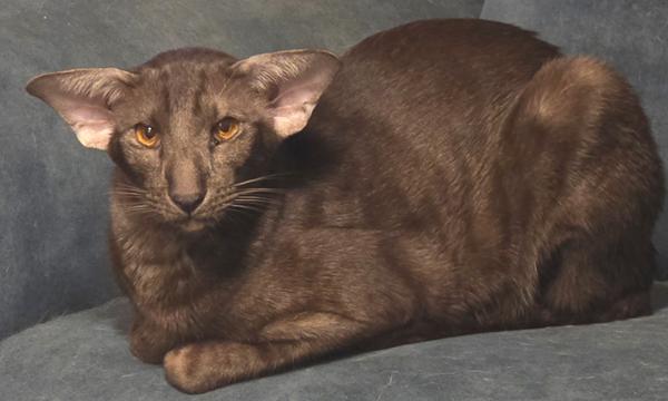 Kattespam.og kattesnak vol. 4
