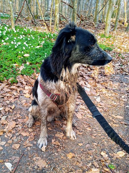 Hund træt i varmen 