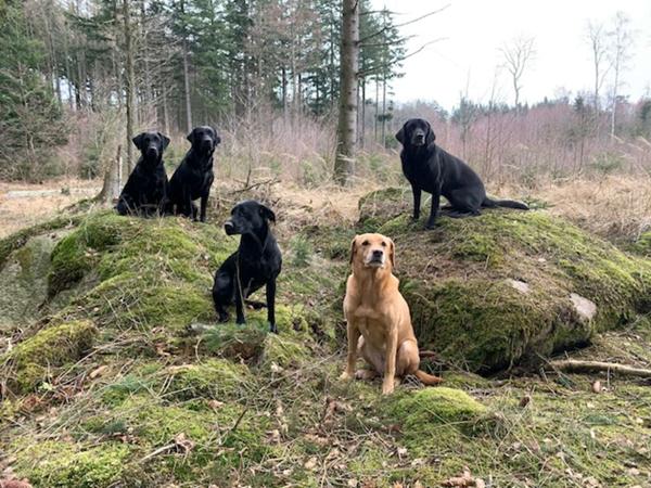 Hundeklub på webshop