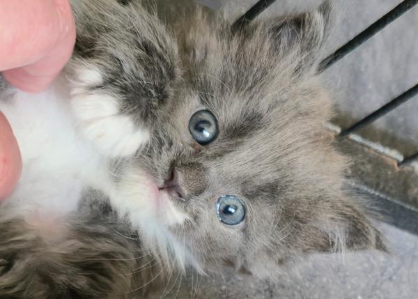 Kattespam del 3.
