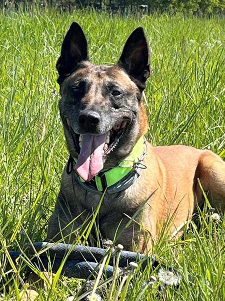 Pleaser´e .. og nemme hunde ...